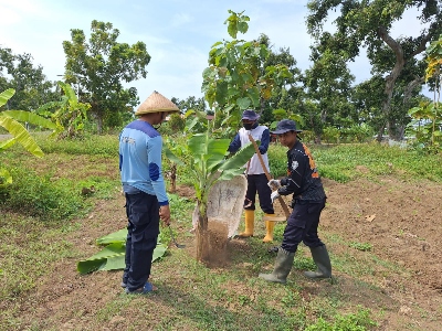 Keren, Dukung Program Ketahanan Pangan, Lapas Terbuka Kendal Kembangkan Pisang Jenis Morosebo