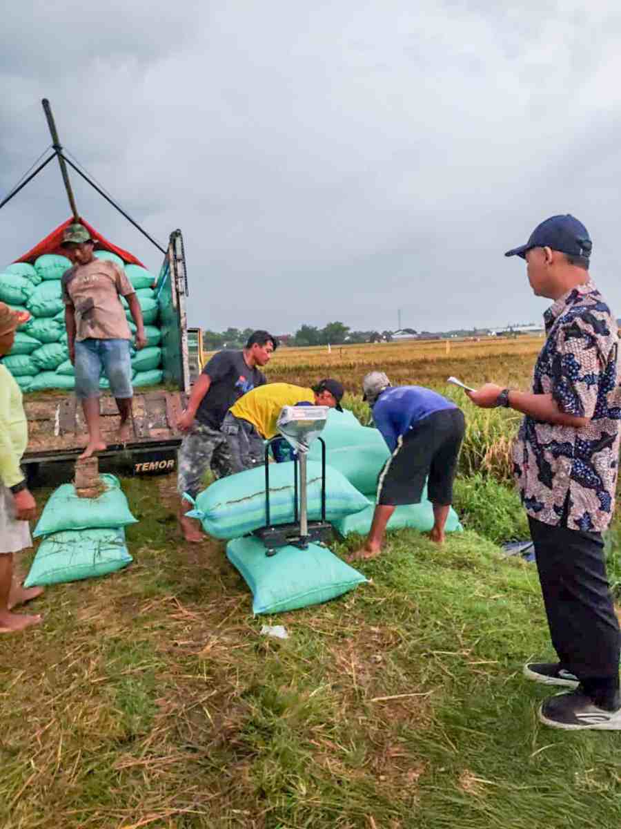 Serapan Gabah BULOG Tembus 300.000 Ton, Siap Hadapi Panen Raya 2025