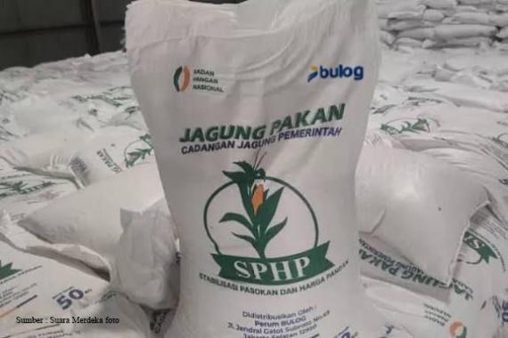 BULOG Siap Salurkan 52.400 Ton Jagung melalui Program SPHP Jagung untuk 2.109 Peternak