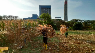 Petani Tuban Dapat Tambahan Penghasilan dari Limbah Jagung, Diolah PLN Jadi Listrik