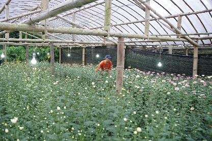 Produktivitas Petani Bunga Krisan di Tomohon Meningkat dengan Electrifying Agriculture PLN