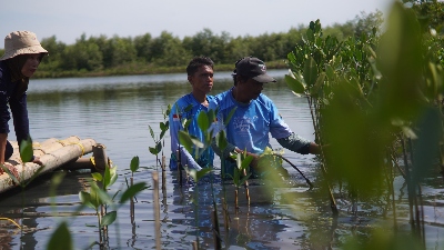 Sinar Mas Land Gelar Aksi Penanaman 5.500 Mangrove dan Pelepasan 100 Ekor Belangkas Tapal Kuda, Perkuat Konservasi Pesisir di Kabupaten Tangerang