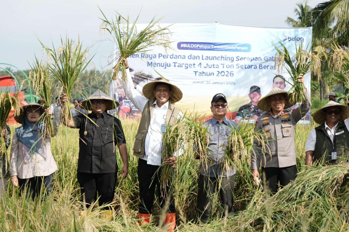 BULOG Optimalkan Serapan Gabah Di NTB, Menuju Target 4 Juta Ton Setara Beras Tahun 2026