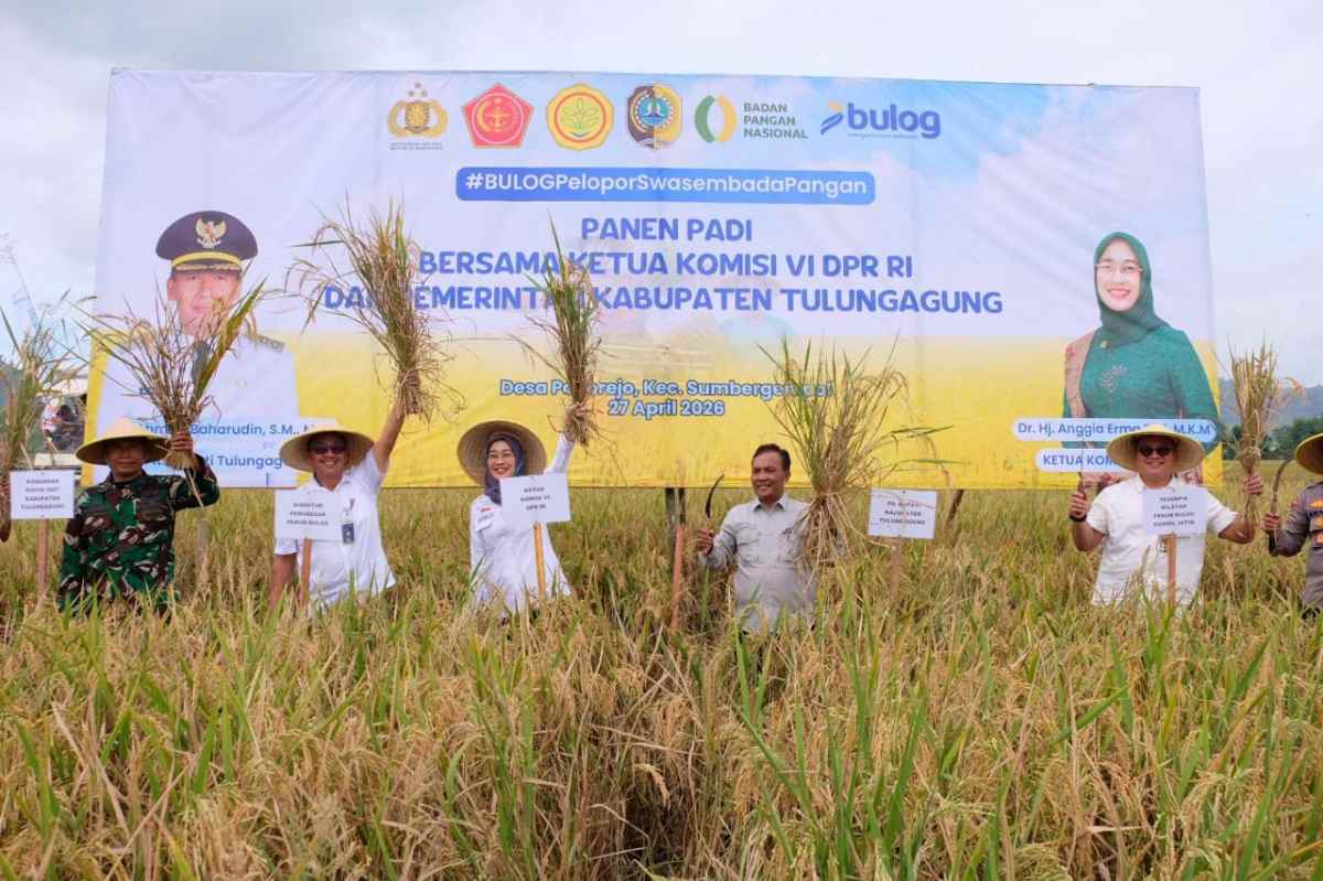 Panen Raya di Tulungagung Perkuat Stok Nasional, BULOG Optimalkan Serapan untuk Ketahanan Pangan