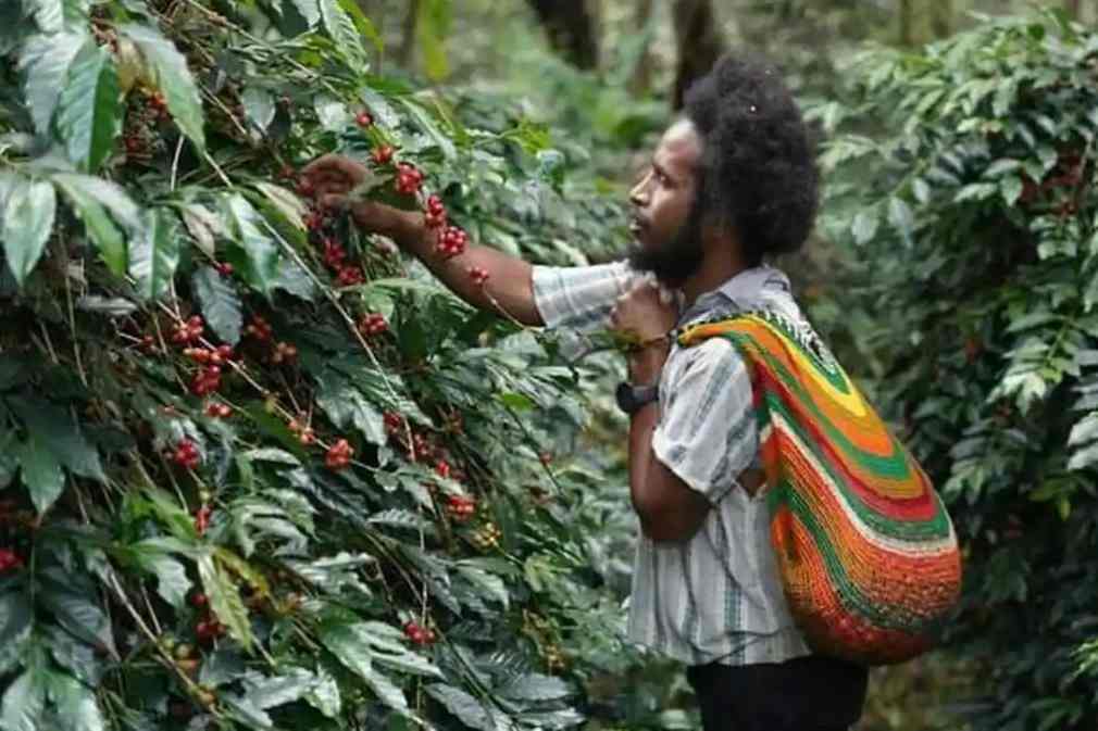 Dari Pegunungan Papua, Aroma Kopi Tiom Tembus Pasar Nasional melalui Program PLN Peduli