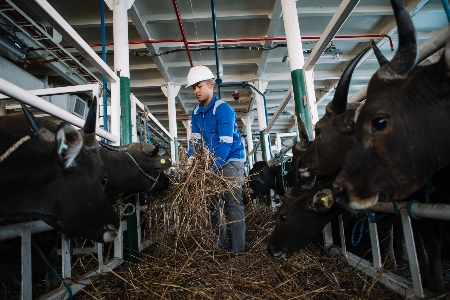 Menjelang Iduladha 1447 H, PELNI Angkut 825 Ekor Sapi dari Kupang ke Jakarta