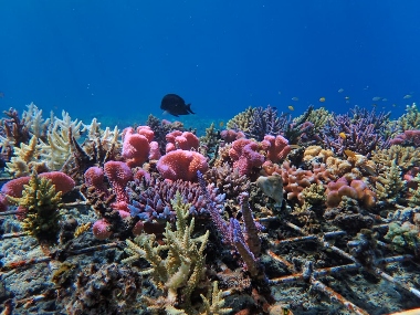 Pelindo bersama CECT Sustainability Trisakti dan Yayasan Peduli Indonesia Dukung Restorasi Terumbu Karang di Pulau Hanita NTT