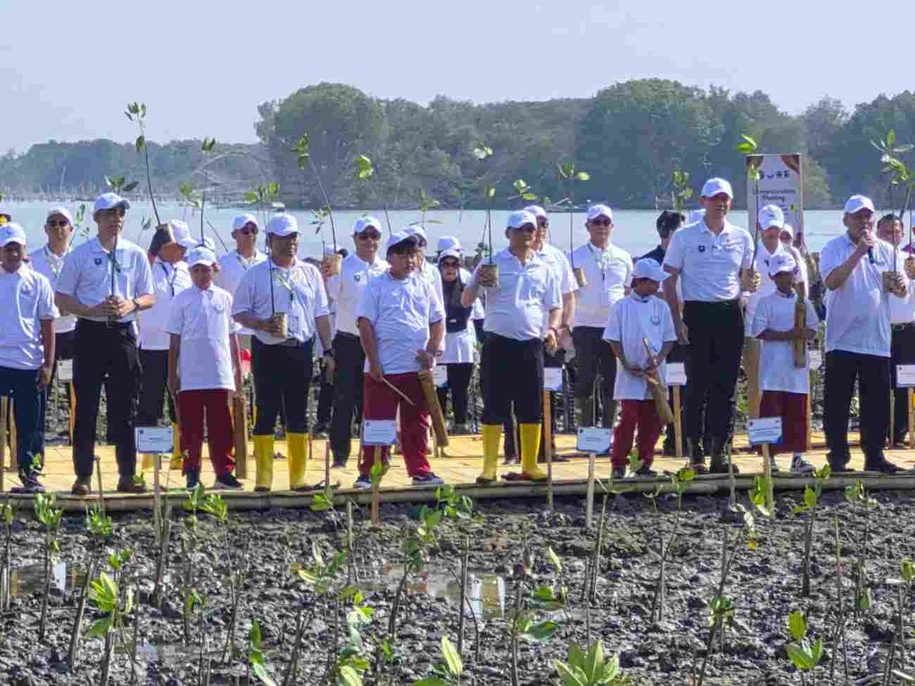 Pelindo Dukung Pemulihan Ekosistem Mangrove di Demak